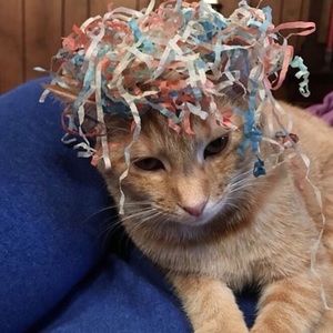 Meet your Posher, Toby